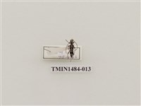 藏品(能高白緣虎天牛)的圖片